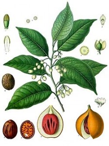 250px-myristica_fragrans_-_kc3b6hlere28093s_medizinal-pflanzen-097