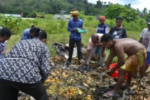 Acara bakar batu (Barapen) dari eknis Biak