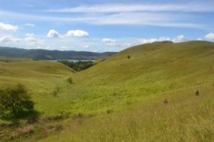 Elhabu (lokasi buruan) Masyarakat Kampung Ayapo-Sentani