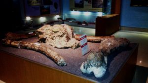 Bagian samping display fosil gajah purba