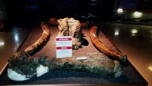 Bagian Depan display fosil gajah purba 