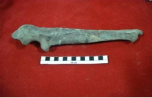 Fosil Ulna sinistra Felis sp.temuan Karsono warga Ngampon sesudah dikonservasi
