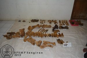 Fragmen fosil badak setelah dikonservasi dan ditata