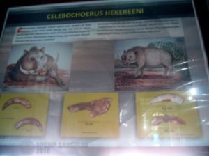 Gambar 2. Poster informasi dan Fosil Tengkorak serta taring Babi Rusa raksasa (Celebochoerus Heekereni), fauna purba “khas” Walanae, Sulawesi Selatan