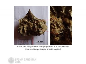 fosil balanus banjarejo (1)