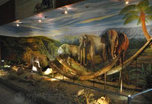 Koleksi fosil gading gajah purba di Museum Manusia Purba Sangiran 