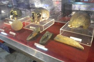 Koleksi replika tengkorak tiga tipe Homo erectus dan hasil budayanya