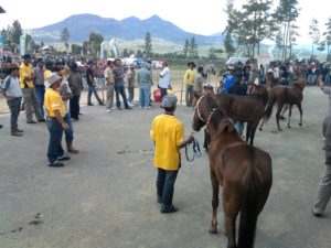 pacu-kude-aceh-4