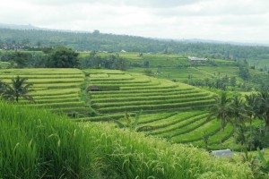 Subak Bali