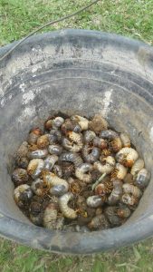 Read more about the article Berburu Embug- Serangga Gendut Di Bawah Karpet Rumput Vredeburg