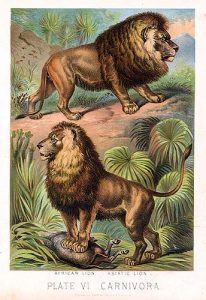 (atas ) Singa Afrika (bawah) Singa Asia