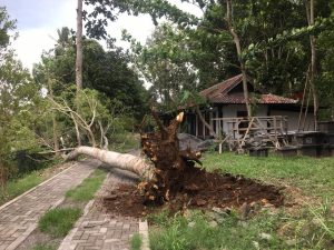 Read more about the article Pohon Di Zona Satu Candi Borobudur Tumbang Akibat Angin Kencang
