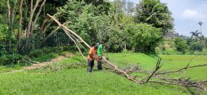 Read more about the article Penebangan Pohon Sonokeling Di Jalur BMP Candi Borobudur