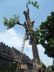 Read more about the article Pohon Tua Mengancam Struktur Batu Candi Borobudur