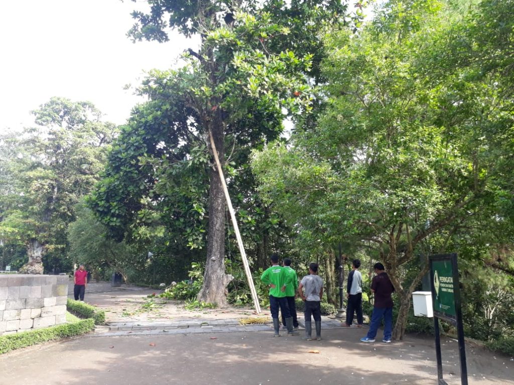 Petugas pertamanan memangkas pohon ketapang