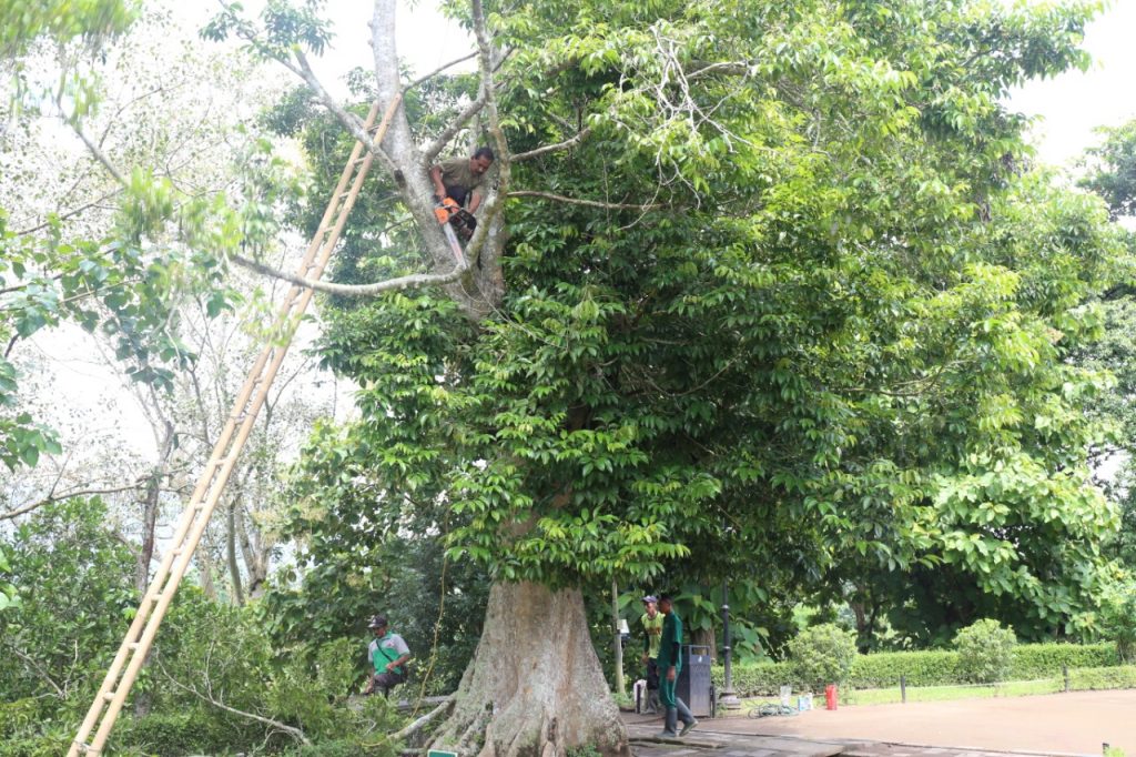 Pemangkasan pohon kenari sisi barat daya halaman Candi Borobudur