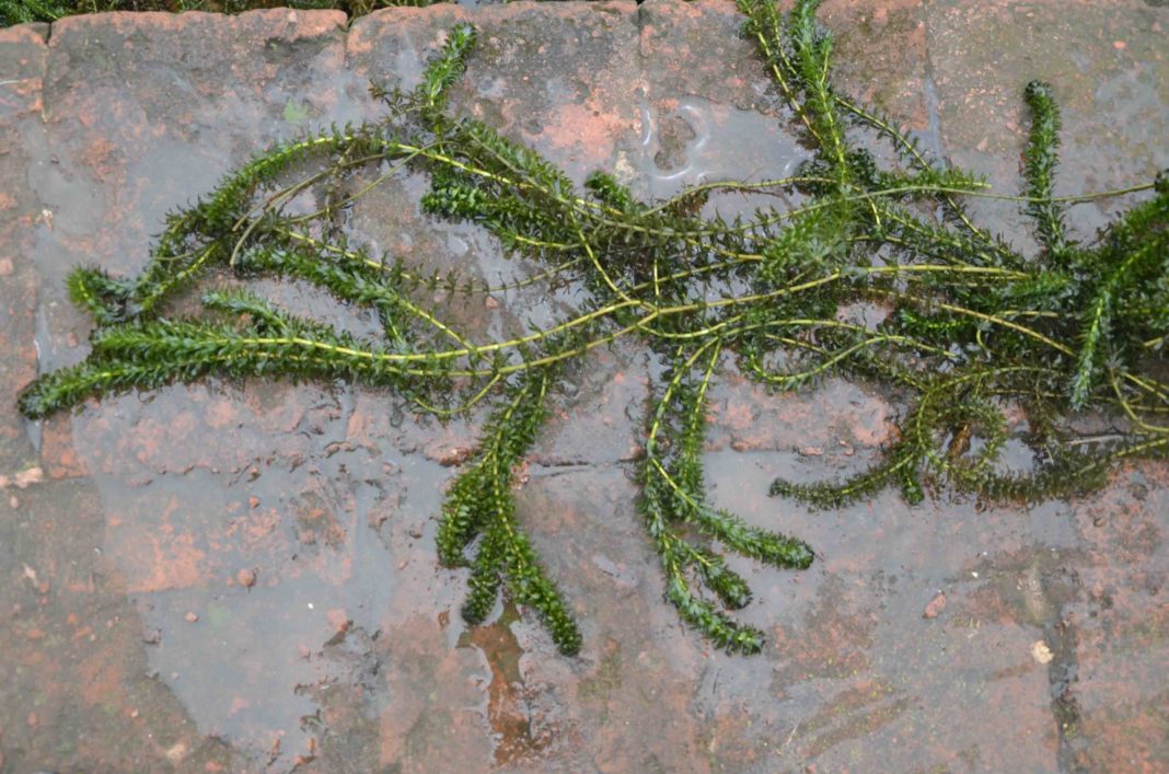 Hydrilla verticillata leaf перевод