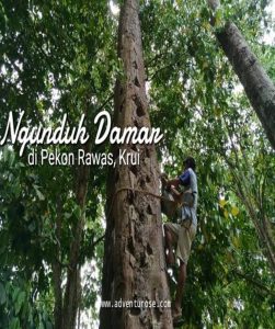 Read more about the article Ngundukh Damakh Ditetapkan sebagai Warisan Budaya Takbenda Indonesia Tahun 2019