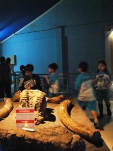 Pengunjung dapat menyentuh fosil