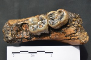 Fragmen-rahang-bawah-Gigantopithecus-blacki-Situs-Semedo